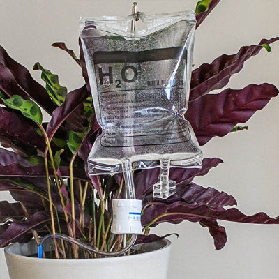 Arrosage goutte à goutte en poche 