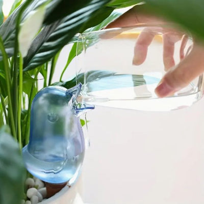 Arrosage oiseau bleu