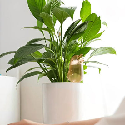 Arrosage oiseau rose hydrate plante