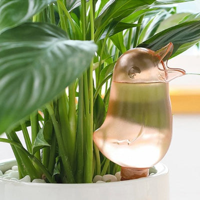 Arrosage oiseau rose