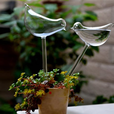 Hydratation d'une plante avec arroseur automatique